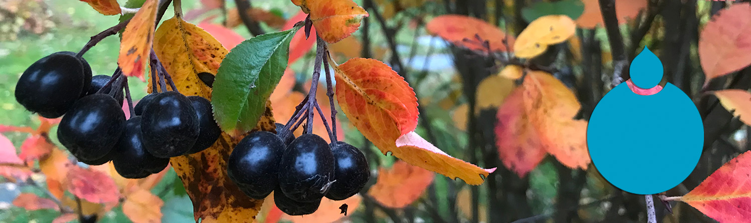 Marja-aronia ruskan väreissä ja kehitysvammalääkäreiden tunnus
